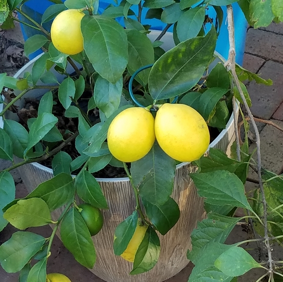 Meet your Posher, Jamie - Picture 2 of 2